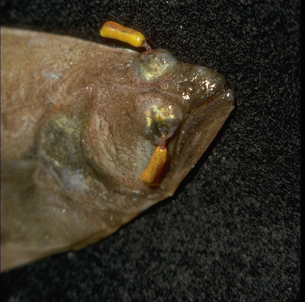 Atheresthes stomias (Jordan & Gilbert, 1880)